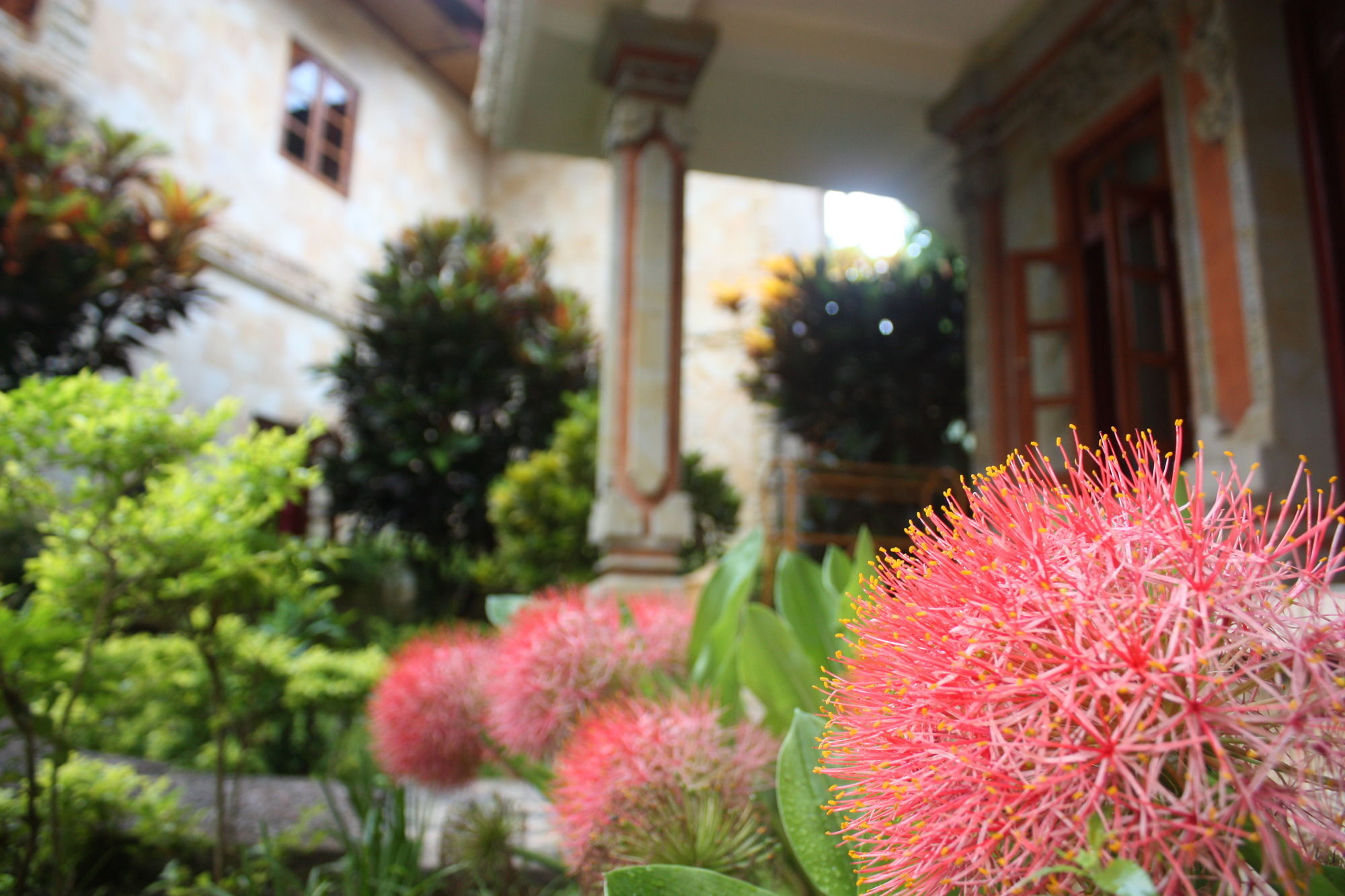Rambutan Hotel Lovina  Exterior photo